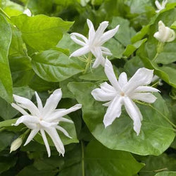 jasmine sambhac