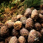 Cedarwood
