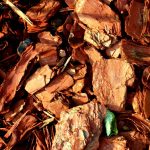 CedarwoodEO_ES53_Main