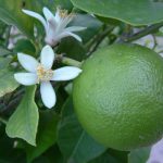 Lime