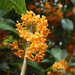 e035fe5c-83e8-4c7e-9da1-cf0ac01103d2_3000x