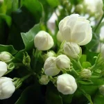 jasmin