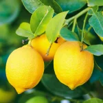 lemon1